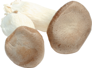 Mushroom PNG image-3196